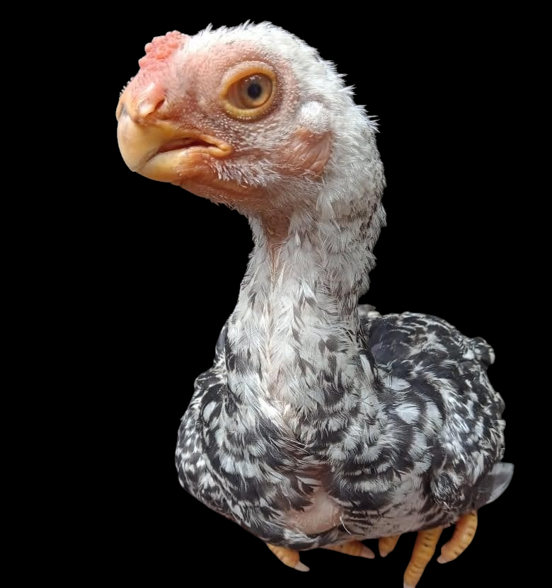 Aura Aseel Farms - Parrot Beak Long Tail Aseel