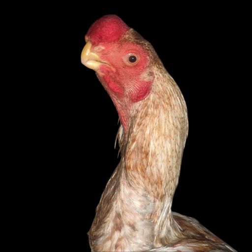 nerve problems, parrot beak aseel