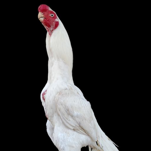 The Parrot Beak Long Tail Aseel: A Majestic and Unique Game Fowl Breed