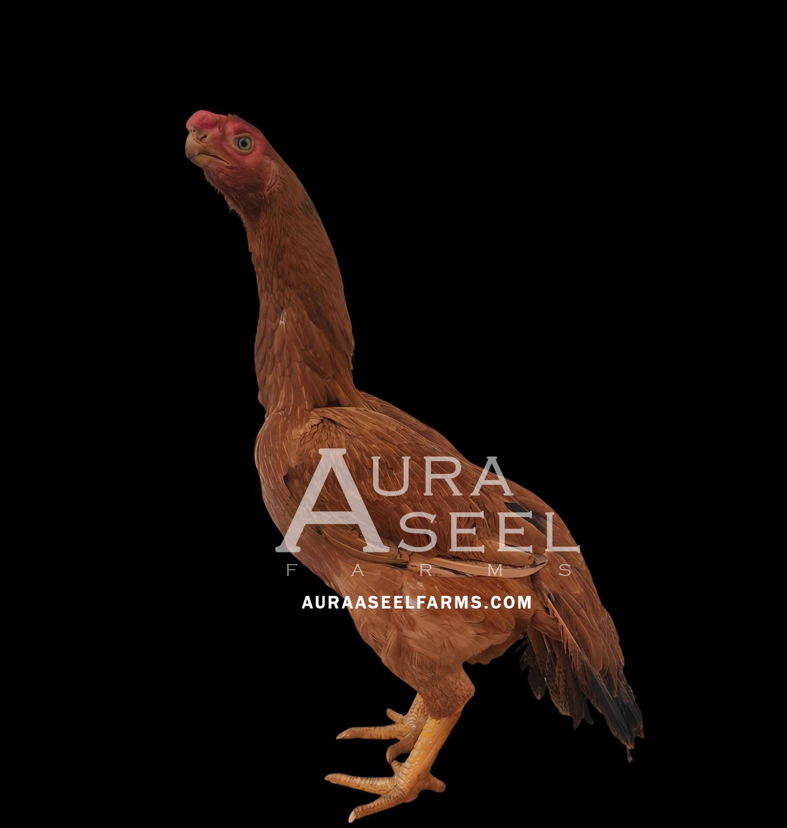 How to Cure Cold Infection in Roosters